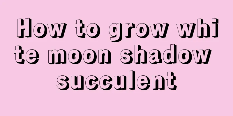 How to grow white moon shadow succulent