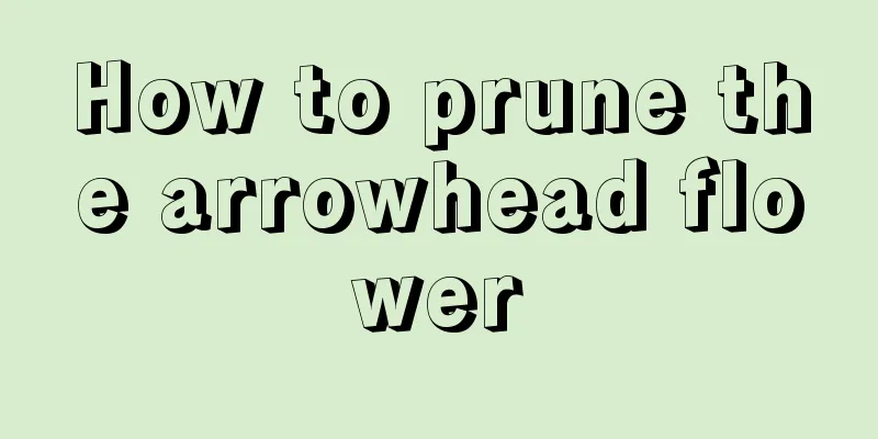 How to prune the arrowhead flower