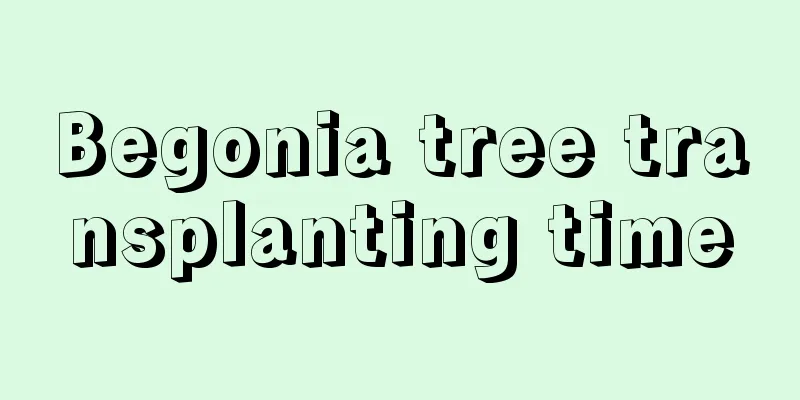 Begonia tree transplanting time