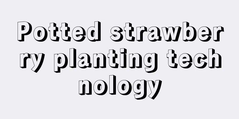 Potted strawberry planting technology