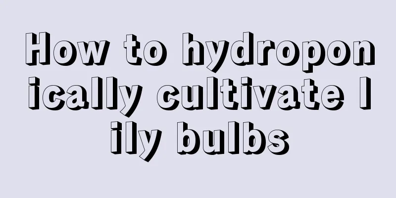 How to hydroponically cultivate lily bulbs