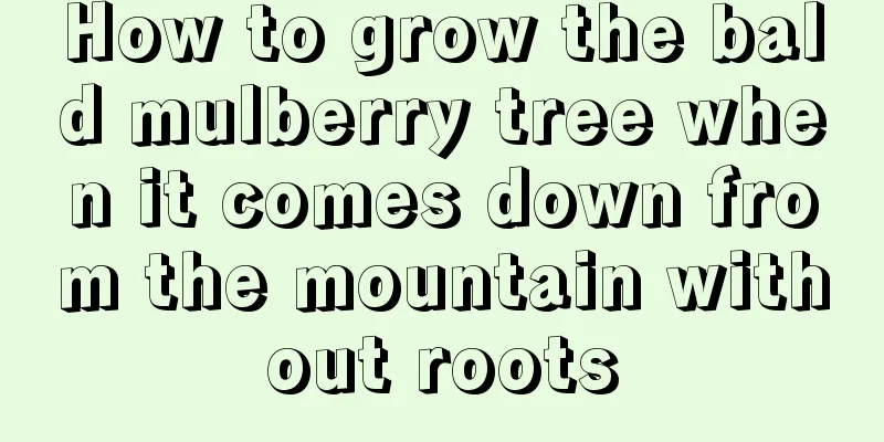 How to grow the bald mulberry tree when it comes down from the mountain without roots