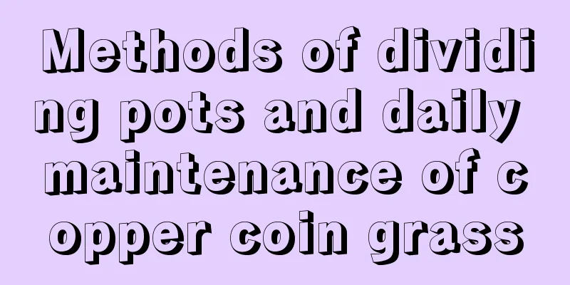 Methods of dividing pots and daily maintenance of copper coin grass