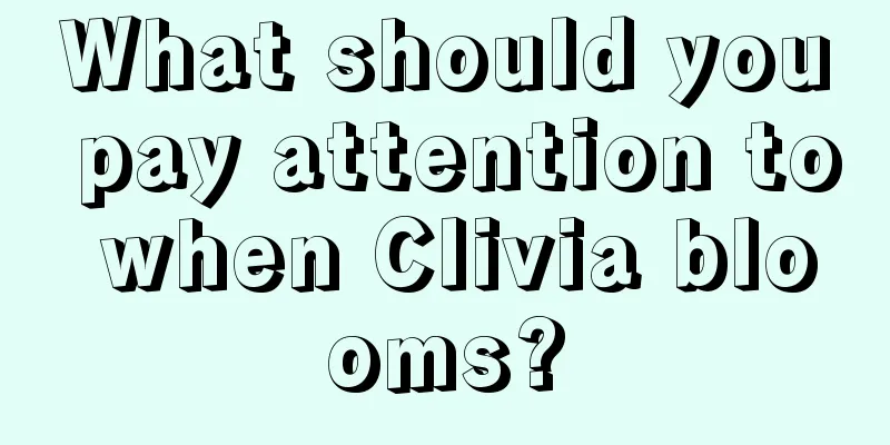 What should you pay attention to when Clivia blooms?