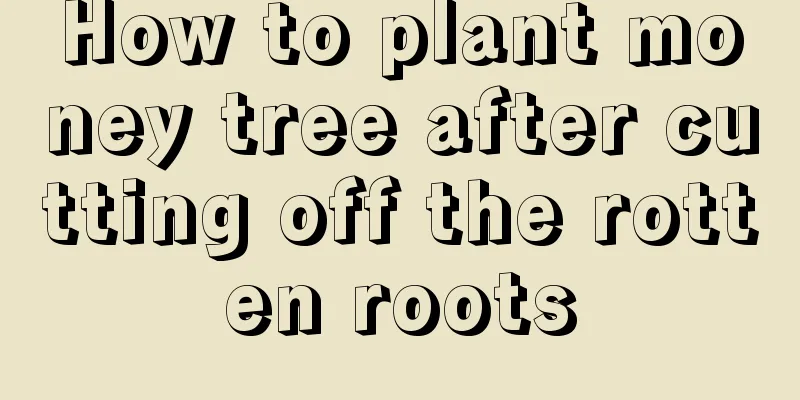 How to plant money tree after cutting off the rotten roots