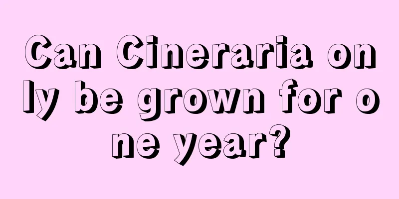 Can Cineraria only be grown for one year?