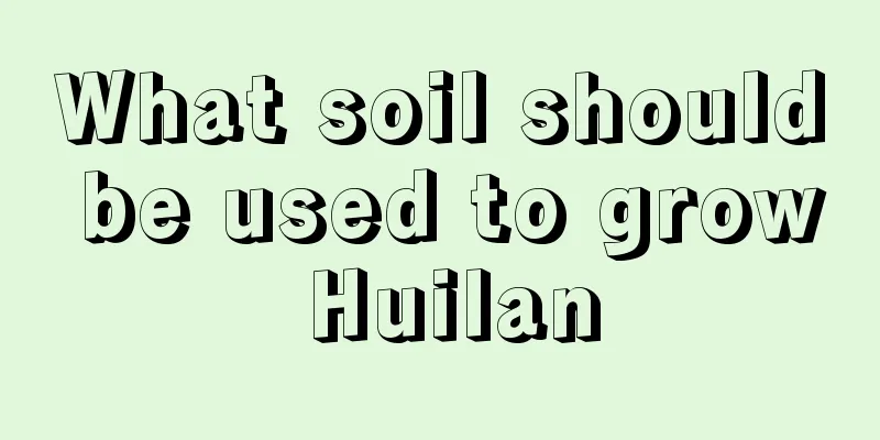 What soil should be used to grow Huilan