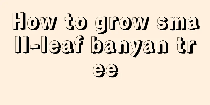 How to grow small-leaf banyan tree