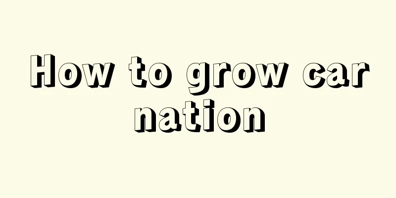 How to grow carnation