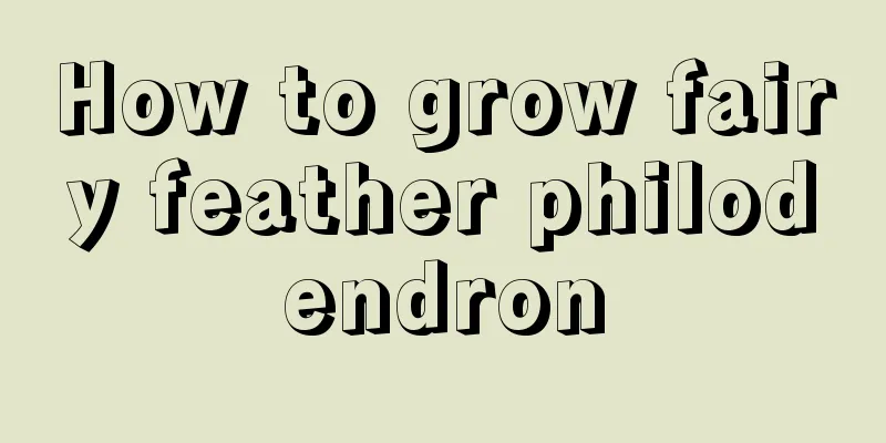 How to grow fairy feather philodendron