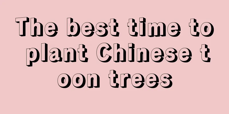 The best time to plant Chinese toon trees