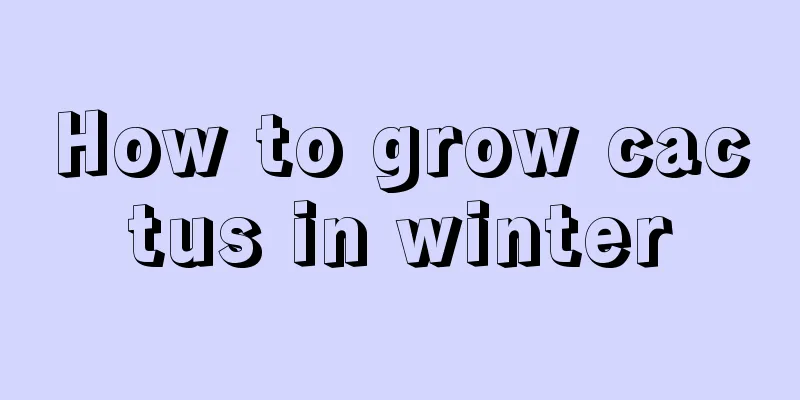 How to grow cactus in winter