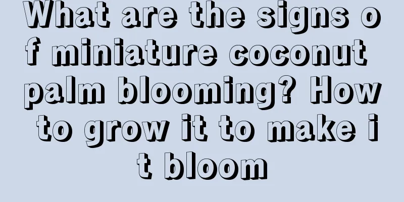 What are the signs of miniature coconut palm blooming? How to grow it to make it bloom