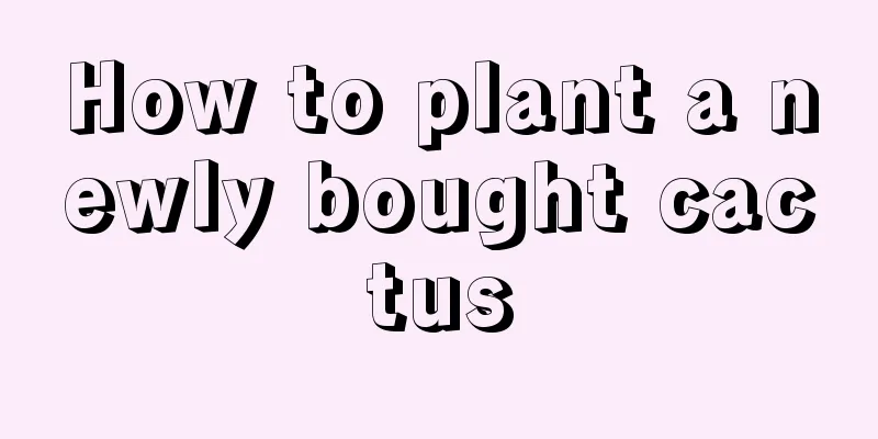 How to plant a newly bought cactus