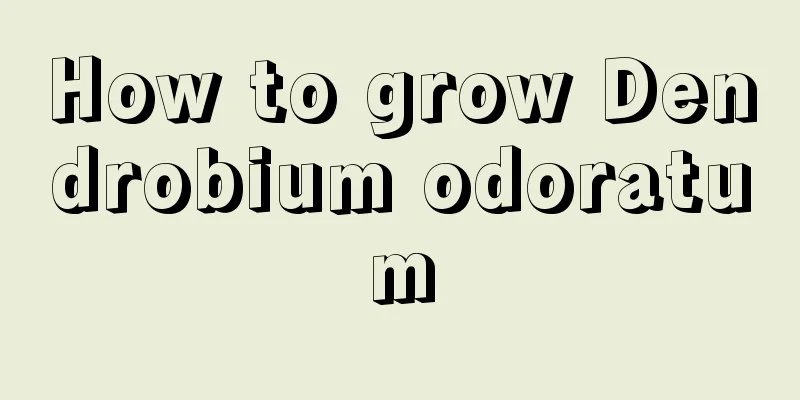 How to grow Dendrobium odoratum