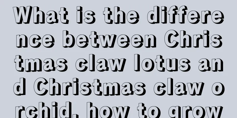 What is the difference between Christmas claw lotus and Christmas claw orchid, how to grow