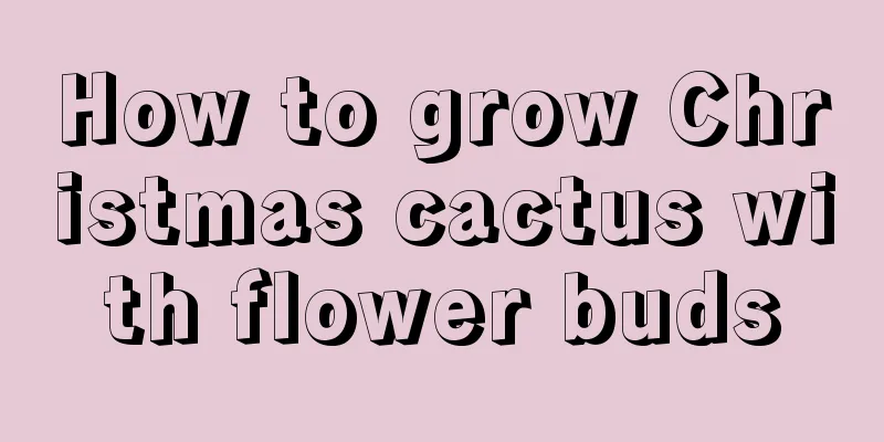 How to grow Christmas cactus with flower buds