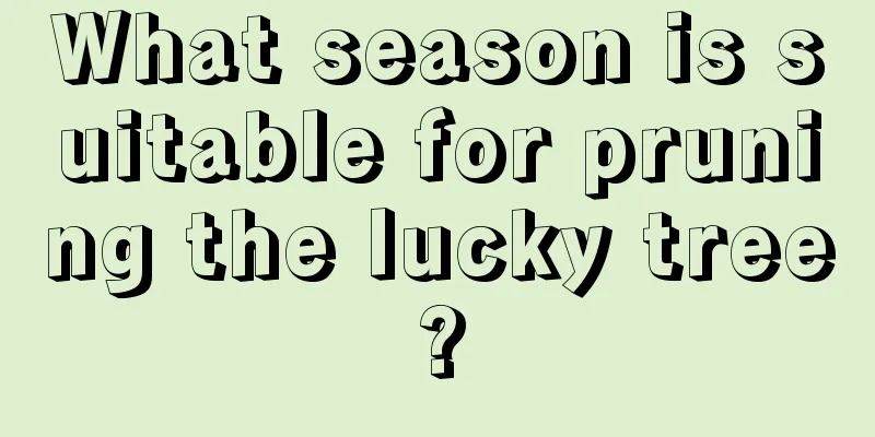 What season is suitable for pruning the lucky tree?