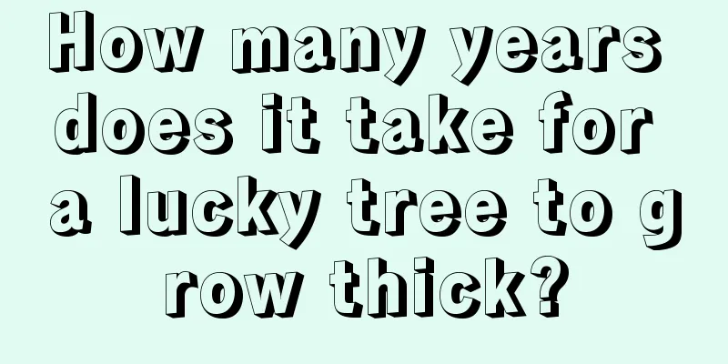 How many years does it take for a lucky tree to grow thick?