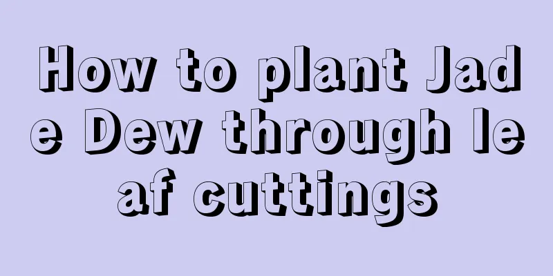 How to plant Jade Dew through leaf cuttings