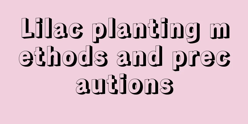 Lilac planting methods and precautions