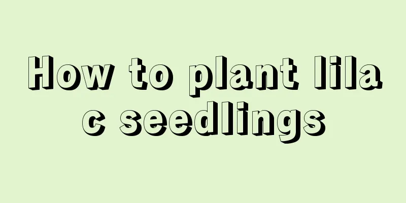 How to plant lilac seedlings