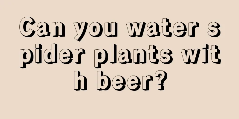 Can you water spider plants with beer?