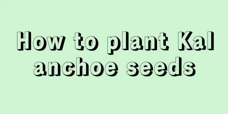 How to plant Kalanchoe seeds