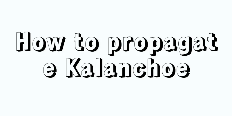 How to propagate Kalanchoe