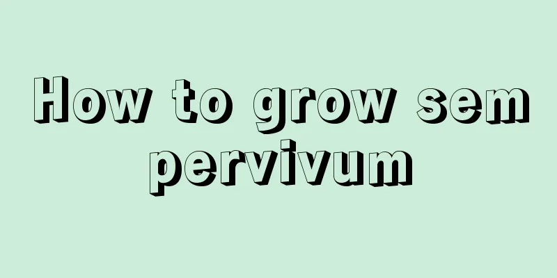 How to grow sempervivum