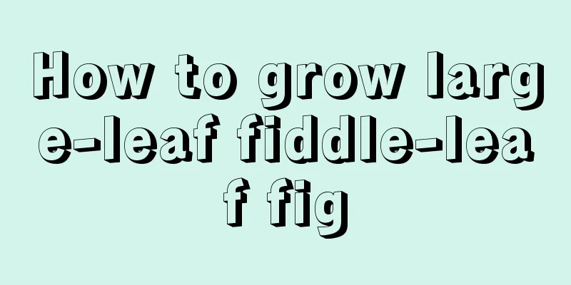 How to grow large-leaf fiddle-leaf fig