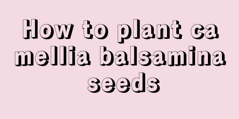 How to plant camellia balsamina seeds