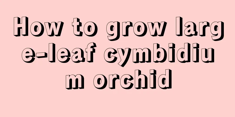 How to grow large-leaf cymbidium orchid