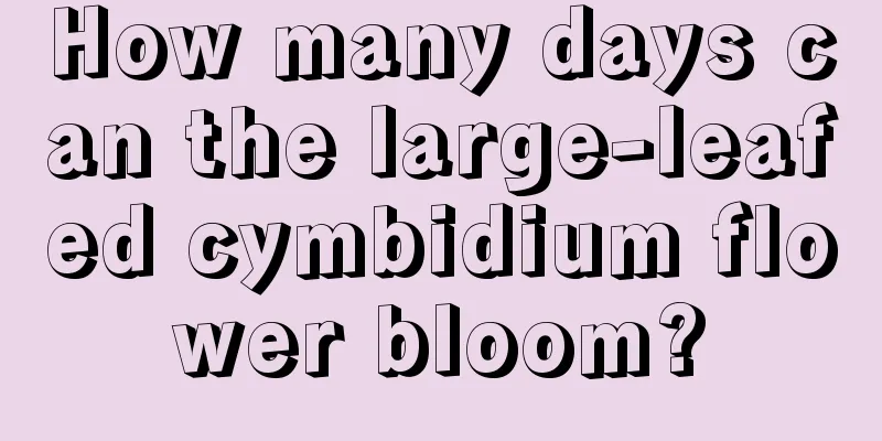 How many days can the large-leafed cymbidium flower bloom?