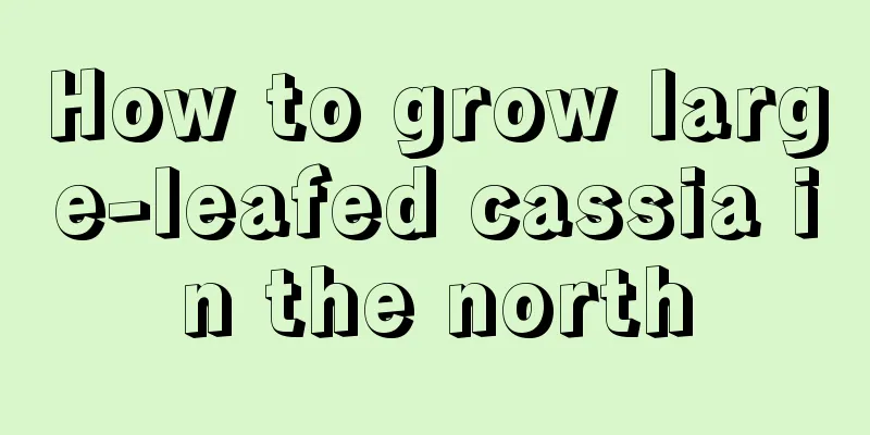 How to grow large-leafed cassia in the north