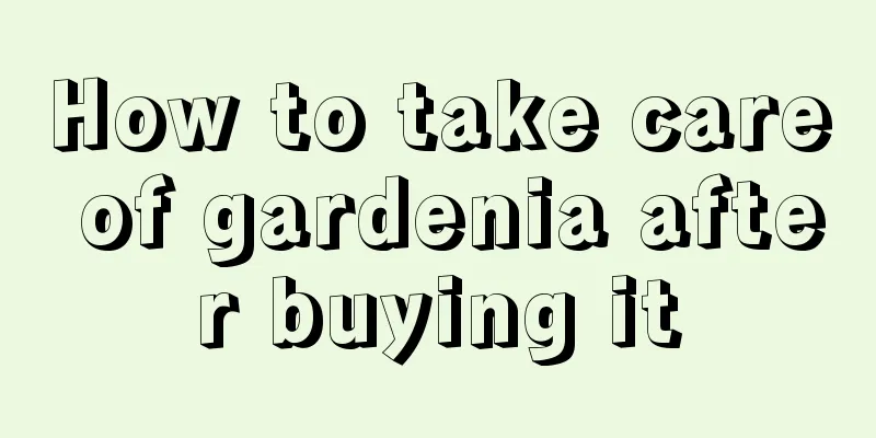 How to take care of gardenia after buying it