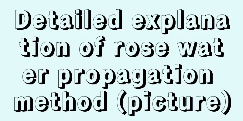 Detailed explanation of rose water propagation method (picture)