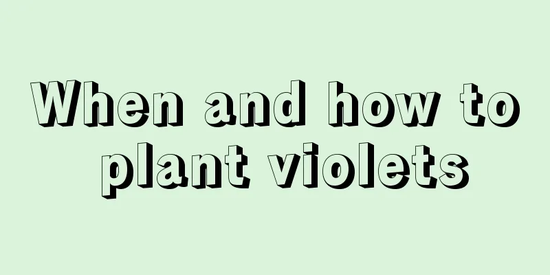 When and how to plant violets