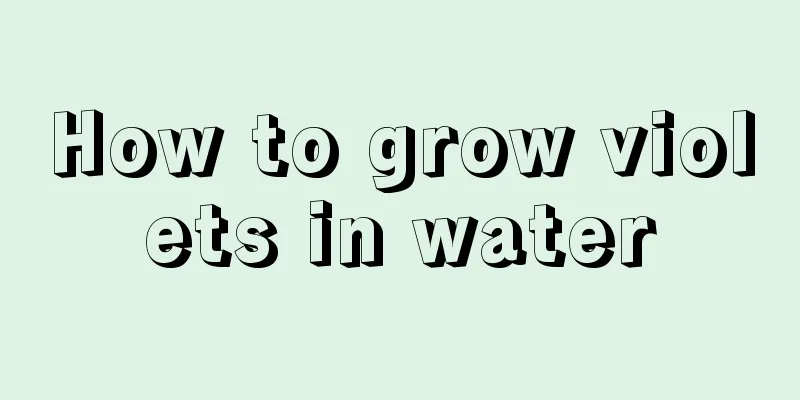 How to grow violets in water