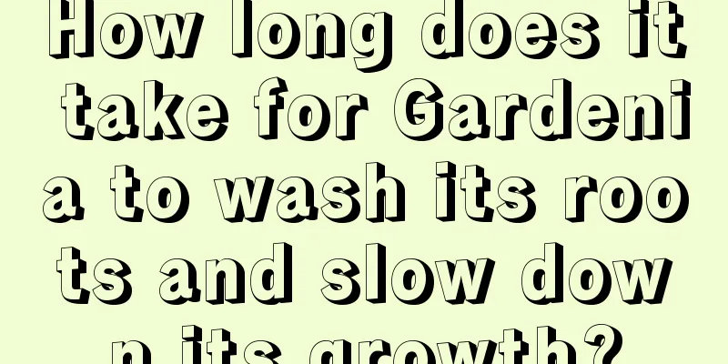 How long does it take for Gardenia to wash its roots and slow down its growth?