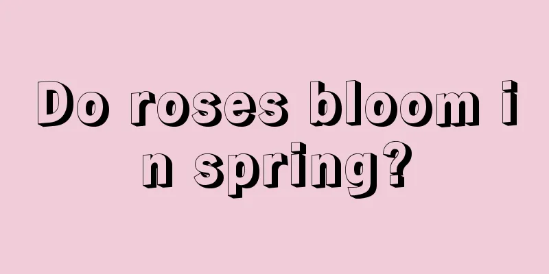 Do roses bloom in spring?