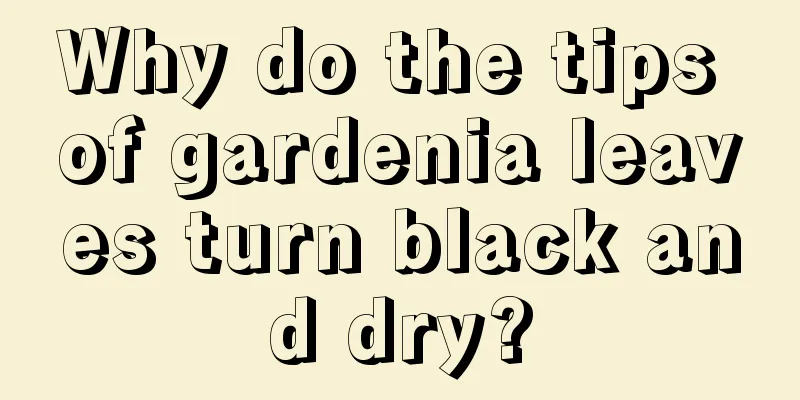 Why do the tips of gardenia leaves turn black and dry?