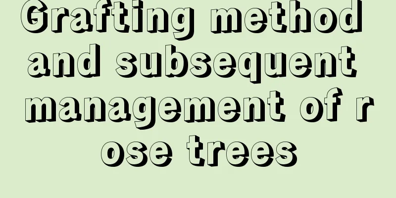 Grafting method and subsequent management of rose trees