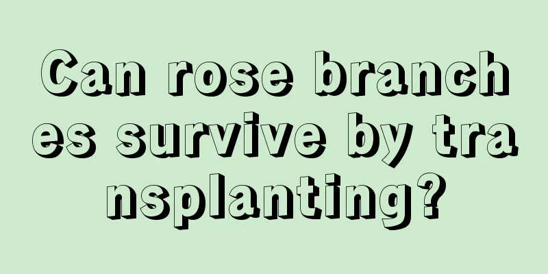 Can rose branches survive by transplanting?