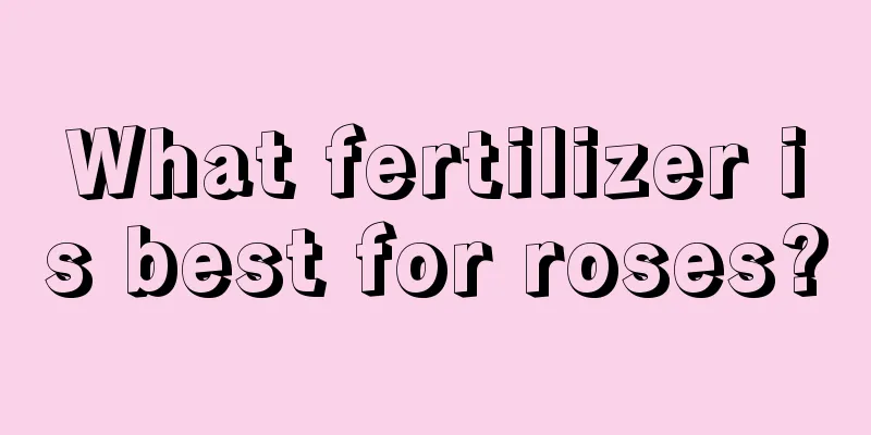 What fertilizer is best for roses?