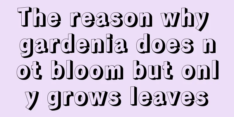 The reason why gardenia does not bloom but only grows leaves