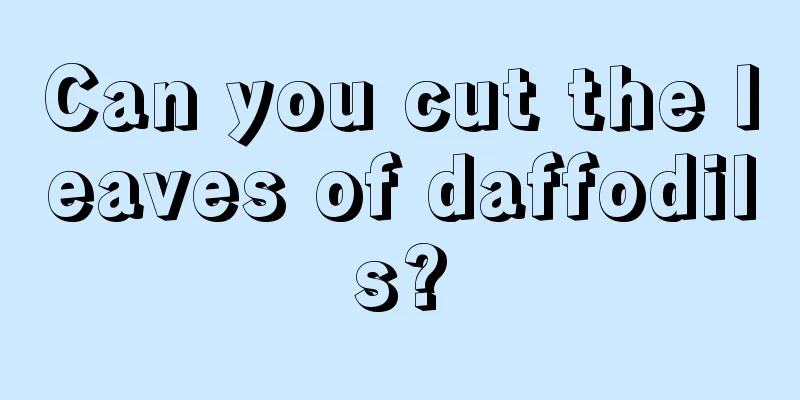 Can you cut the leaves of daffodils?