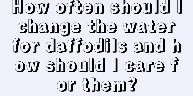 How often should I change the water for daffodils and how should I care for them?