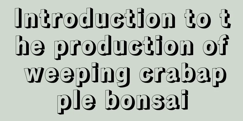 Introduction to the production of weeping crabapple bonsai