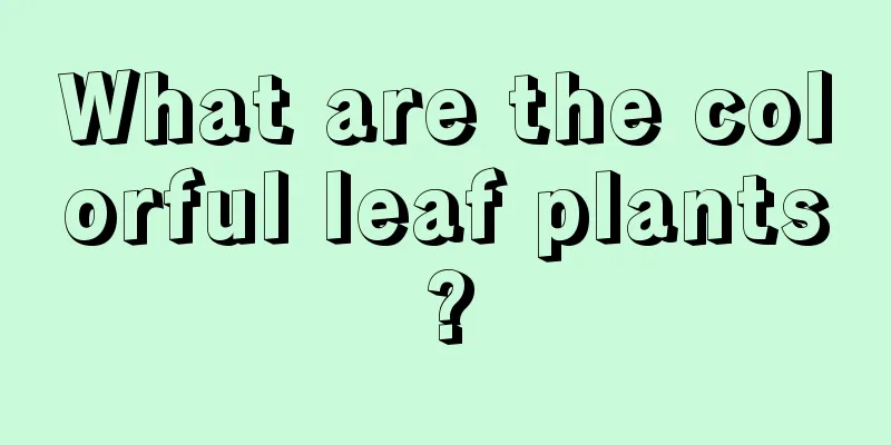 What are the colorful leaf plants?